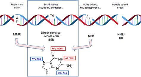 DNA Repair Pathway