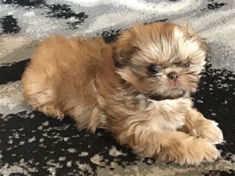 READY NOW TINY IMPERIAL STUNNING SHIH TZU PUPPIES | in South Elmsall ...