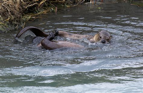 Grandmother saves 8-year-old from otter attack in Washington river ...