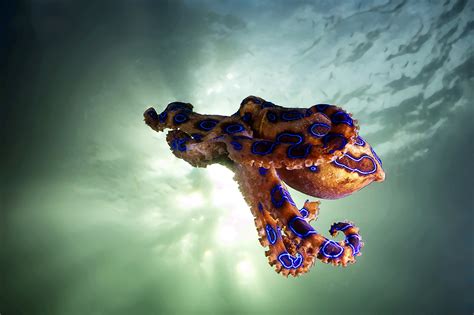 Blue-Ringed Octopus (Hapalochlaena sp.) - SLS Beachsafe