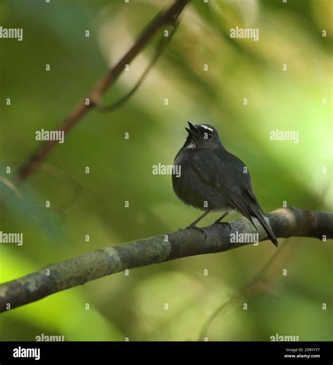 damar flycatcher (Ficedula henrici), singing male perched in understory of lowland rainforest ...