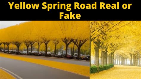 Yellow Spring Road Reality | Yellow Spring Road Real or Fake | Yellow ...