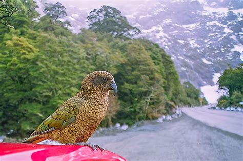 Fiordland National Park, New Zealand - WorldAtlas