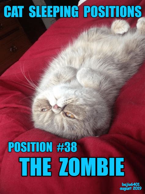 THE GUIDE TO CAT SLEEPING POSITIONS | Cat sleeping positions, Funny sleeping animals, Cat sleeping