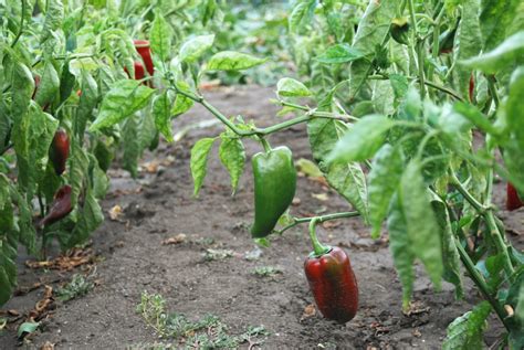 How To Speed Up Germinating Pepper Seeds - Plant Propagation