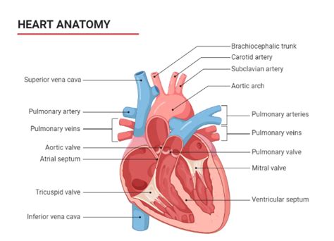 What are the names of three layers of the heart wall?