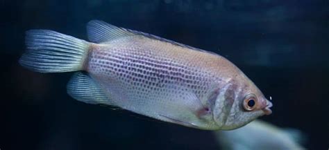 Kissing Gourami- Lifespan, Care Guides And More!