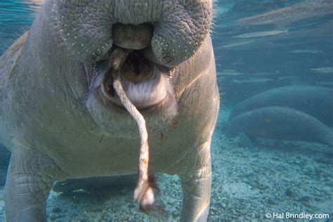 Four Manatee Facts - Travel 4 Wildlife