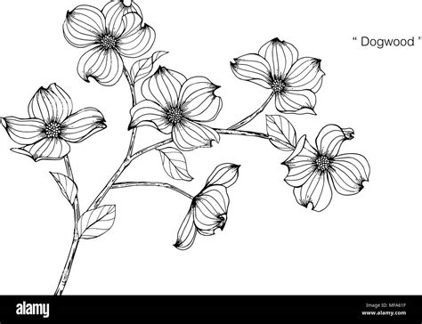 Dogwood Drawing