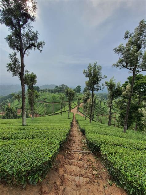 Tea Regions: The Blue Mountains of Nilgiri - Stories About Tea