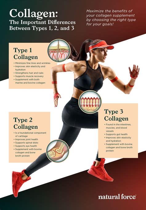 Collagen: The Important Differences Between Types 1, 2, and 3