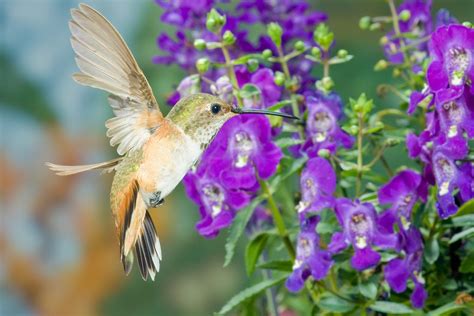 Roy Dunn - Hummingbirds in Nature