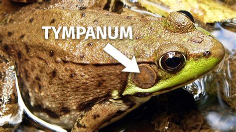 Tympanic Membrane Frog