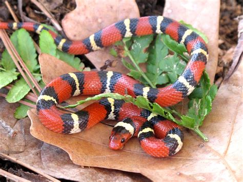 Kingsnake Eating Rattlesnake