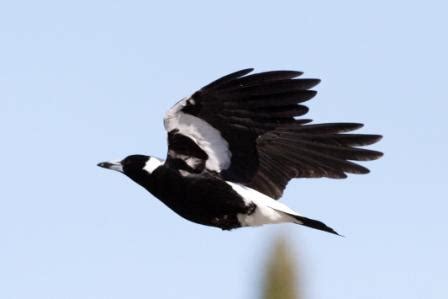 Australian Magpie – Australian Animals