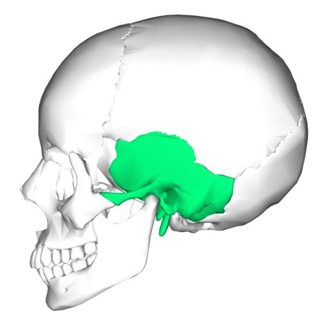 temporal bone | Bones, Body bones, Sphenoid bone