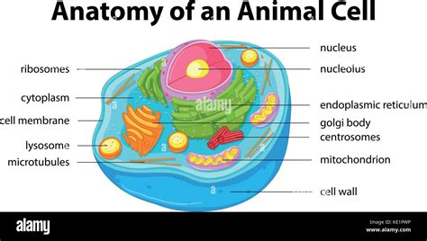 Cell drawing animal hi-res stock photography and images - Alamy