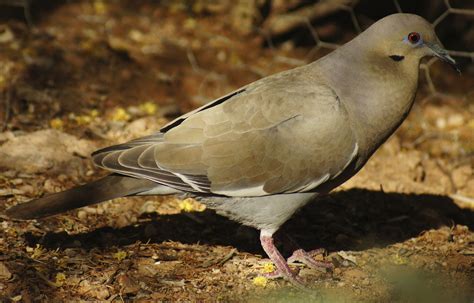 Butler's Birds: White-Winged Dove