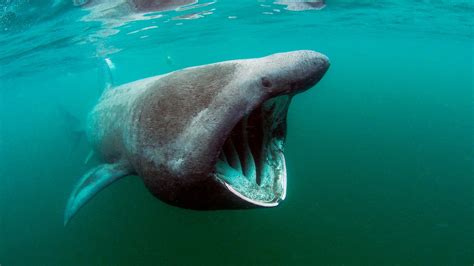 Rare, Huge Basking Shark Caught Off Australia