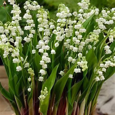 100pcs Lily Of The Valley Flower Bonsai Bell Orchid Rich Aroma Bonsais ...