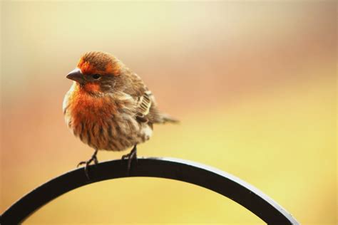 Free Images : wing, morning, wildlife, orange, portrait, spring, beak ...