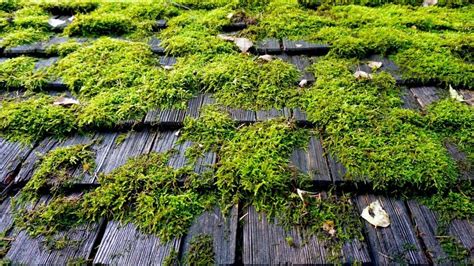 The Dangers of Moss On Your Roof and Roof Moss Removal – Calgary ...