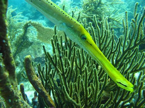 Snorkeling in PUNTA CANA with Dressel Divers