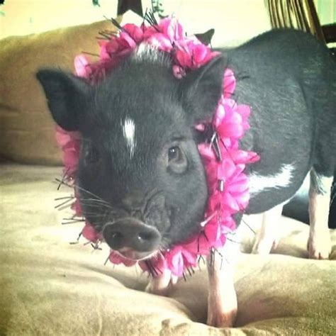 Pot-Bellied Pig