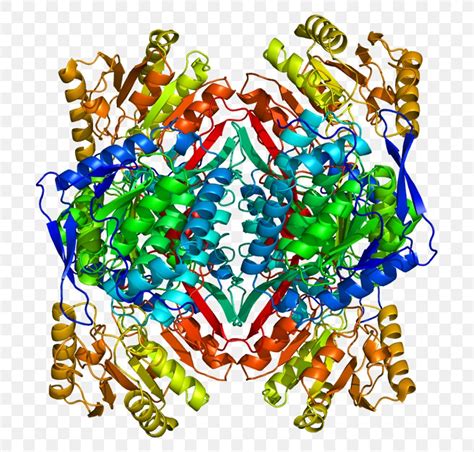 Aldehyde Dehydrogenase ALDH2 Alcohol Flush Reaction Enzyme, PNG, 745x782px, Aldehyde ...