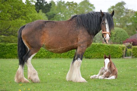 Meet the adorable foal keeping Robinsons' Shire horse legacy alive - Manchester Evening News