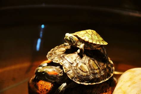 Terrapin TLC: All Things Terrapin and More