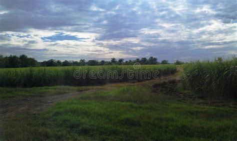 Sugar cane fields stock photo. Image of america, road - 134116434