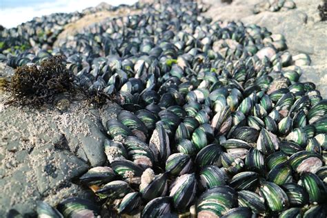 Understanding habitat features of native mussel reefs - Marine Biosecurity Toolbox