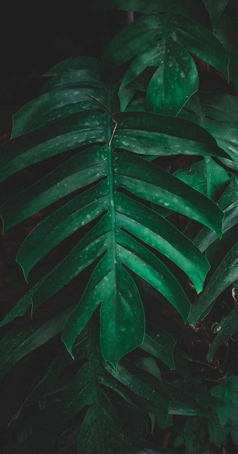 Green tropical leaves HD phone wallpaper | Pxfuel