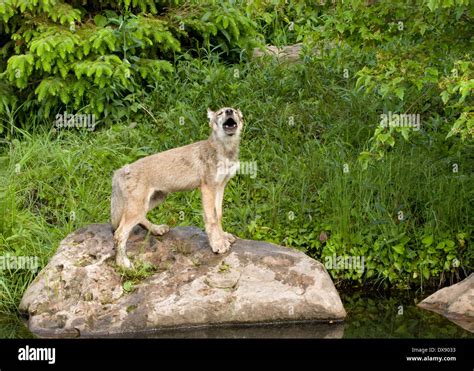 Wolf pup howling hi-res stock photography and images - Alamy