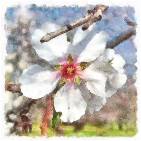 Almond Blossom Study Watercolor Painting by Taiche Acrylic Art - Pixels