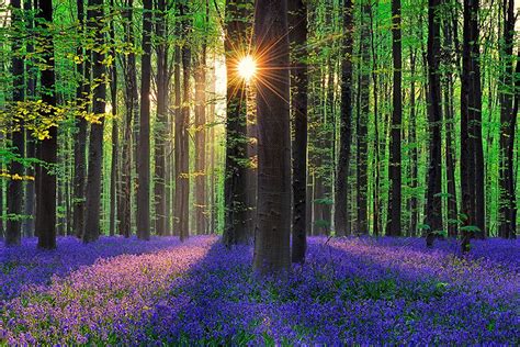 This blue Halle Forest (Hallerbos) in Belgium | Adonis Diaries