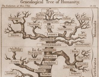 Study Finds Human Races are Evolving Apart | The American Mercury