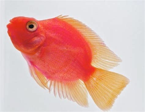 Purple Parrot Cichlid REGULAR - Bluegrassaquatics.com