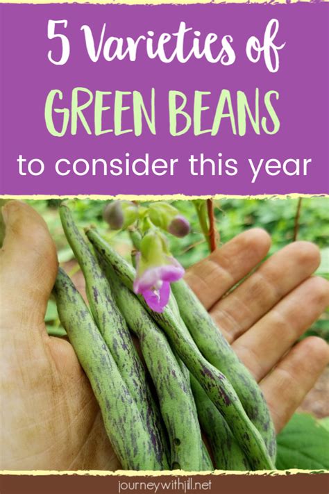 5 varieties of green beans to try - The Beginner's Garden