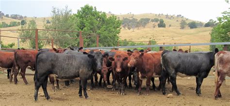 Pin by Jim Durham on Australian #5 Cattle Breeds | Breeds, Animals, Cattle