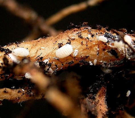 Root Mealybugs: Death From Below - Laidback Gardener