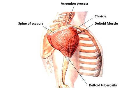 Shoulder and Scapular Region – Anatomy QA