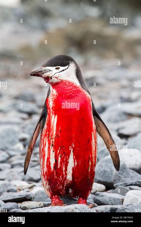 An injured and bleeding Chinstrap Penguin, that was probably attacked by a Leopard Seal on Half ...