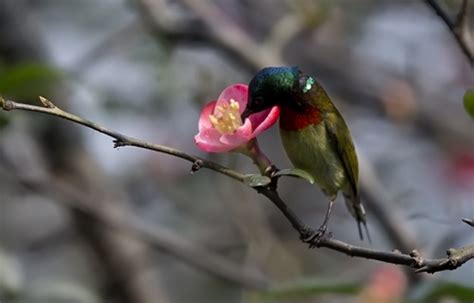 Zhangjiajie “Protect Birds” Activities are Open - China Top Trip