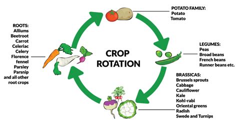 Crop Rotation - Guide (2023) | E-agrovision