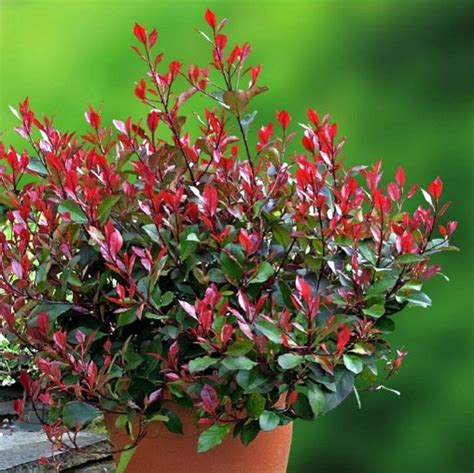 Photinia | Yougardener