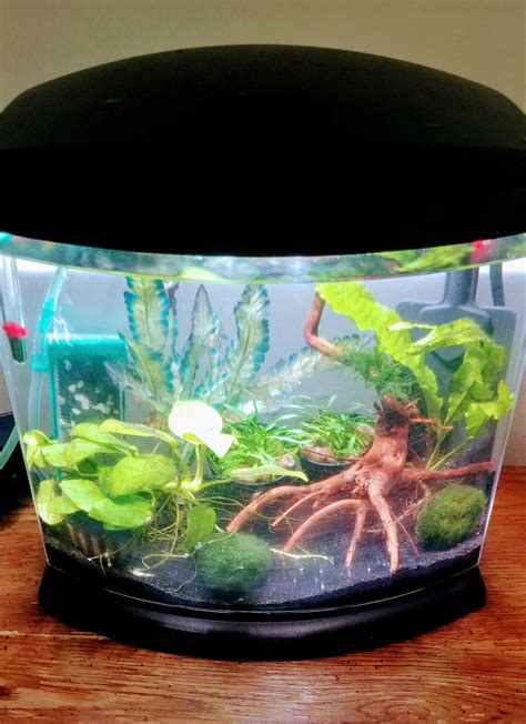 My nano shrimp tank is finally ready for the shrimp! : r/Aquariums