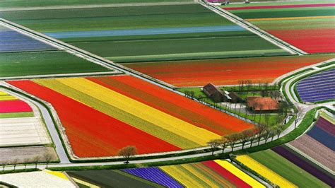 Tulip Fields wallpaper | 1920x1080 | #55458