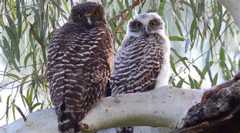 Powerful Owl - BirdLife Australia